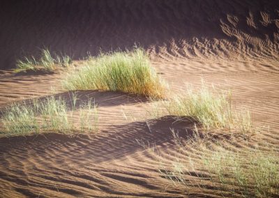 Desert grass tufts on the sand